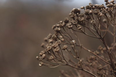 Close-up of dried plant