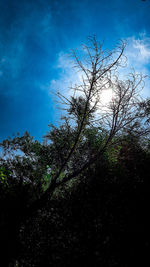 Low angle view of silhouette trees against sky