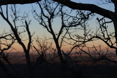 Low angle view of silhouette bare trees against sky