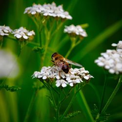 Close-up of bee pollinating on flower