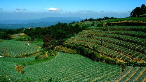 Scenic view of agricultural field against sky