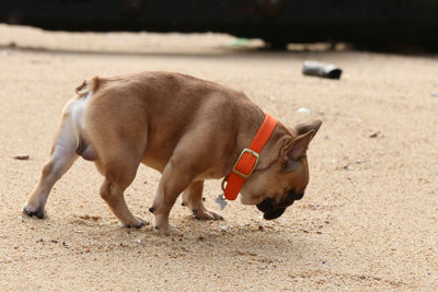 Side view of a dog on sand