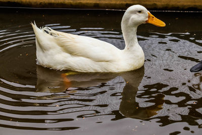 Swan floating on lake