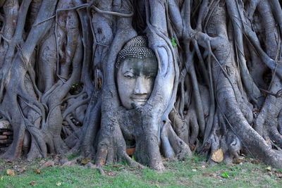 Buddha head in a tree 