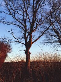 Bare trees on field