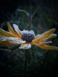 Close-up of snow on plant during winter