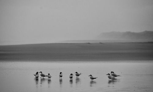 Birds swimming in sea against sky