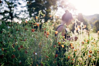 Close-up of plants against blurred background