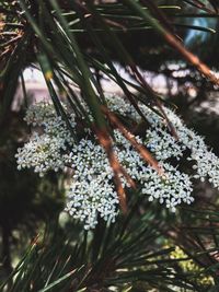 White blooming flowers in garden