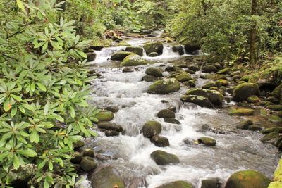 Scenic view of river flowing through forest