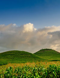 Scenic view of agricultural field against sky