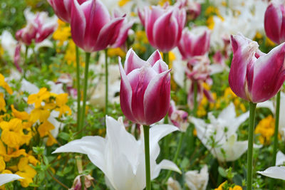 Close-up of tulips in field