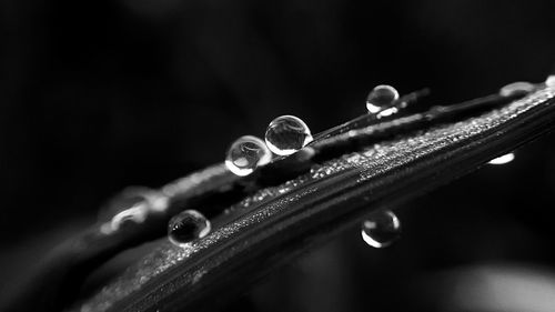 Close-up of water drops on leaf