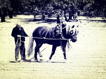 Horses standing in stable