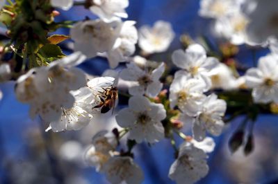 Close-up of honey bee on blossom