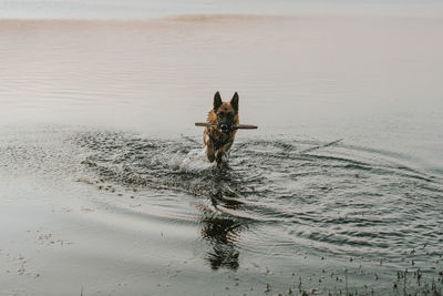 Dog on beach