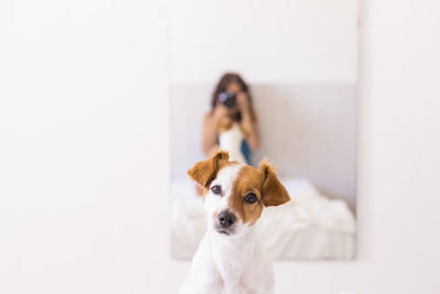 Reflection of woman photographing by dog in mirror at home