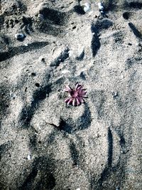 Close-up of crab on sand