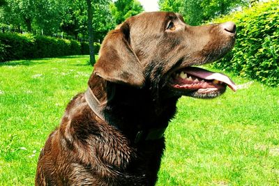 Dog relaxing on grassy field