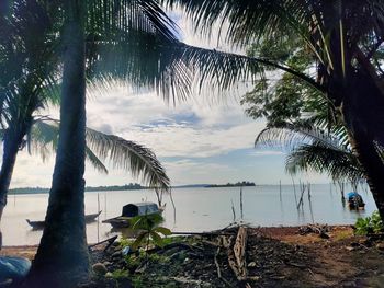 Palm trees on beach against sky