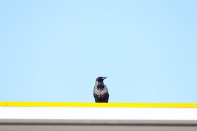 Low angle view of a raven perching on railing against clear sky