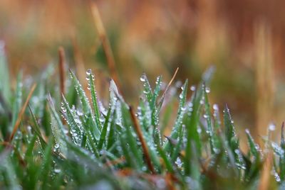 Close-up of fresh plants on field