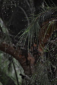 Close-up of wet spider web on rainy day