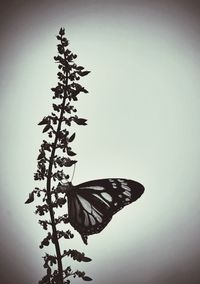 Low angle view of butterfly on tree trunk