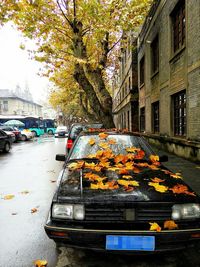 Autumn leaves in park