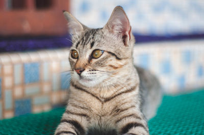 Close-up portrait of a cat