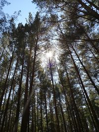 Low angle view of sunlight streaming through trees in forest