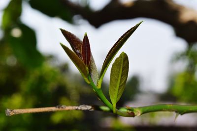 Close-up of plant