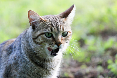 Miradas gatunas 