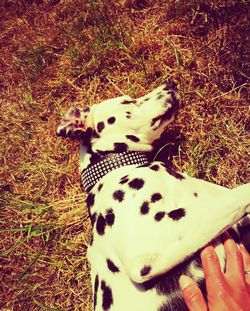 High angle view of dog on field