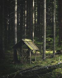 forest