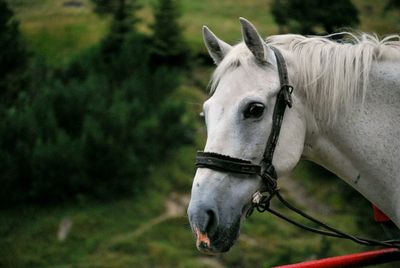 Horse in ranch