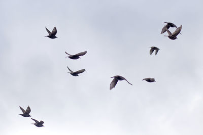 Low angle view of birds flying