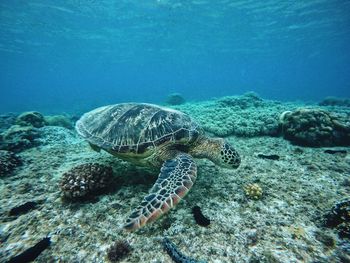 Turtle swimming in sea