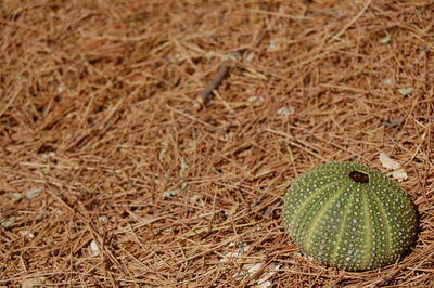 Close-up of snake on field