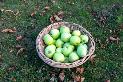 High angle view of apples in basket on field