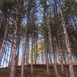 Low angle view of trees in forest