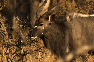 Nyala in a field