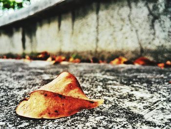 Close-up of dry leaves on the street