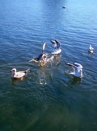 View of birds in water