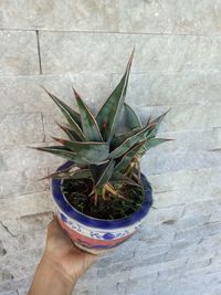 Close-up of hand holding potted plant