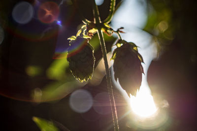 Close-up of sunlight streaming through flowers