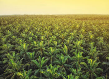 Crops growing on field against sky