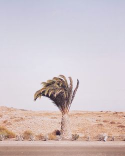 Palm tree against clear sky