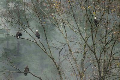 Close-up of eagles perching in tree