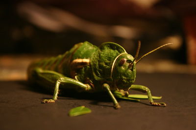 Close-up of grasshopper on table